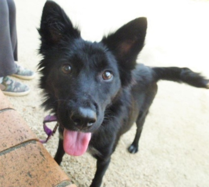 人も犬も みんなだ い好き はなまるサリー いつでも里親募集中