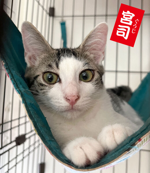 キジ白ハチ割れ・幸せ引っ掛けるカギしっぽ｜いつでも里親募集中