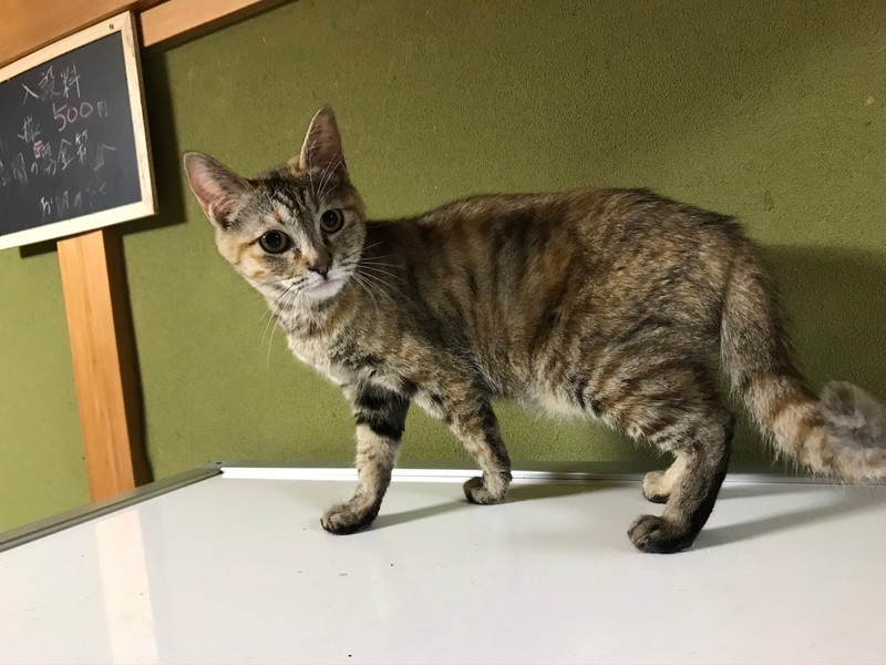 里親情報詳細 いつでも里親募集中