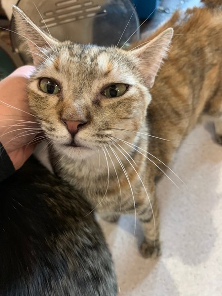 里親情報詳細 いつでも里親募集中