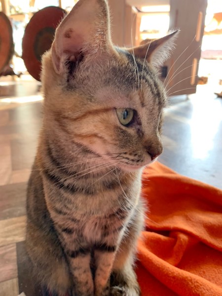 里親情報詳細 いつでも里親募集中