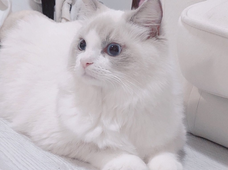 ラグドール 子猫 6ヶ月｜いつでも里親募集中
