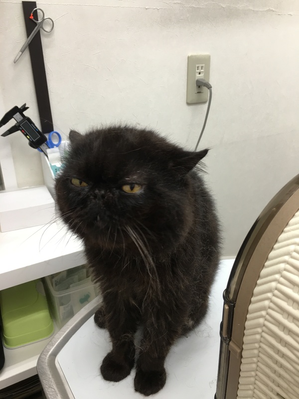 エキゾチックショートヘア｜いつでも里親募集中