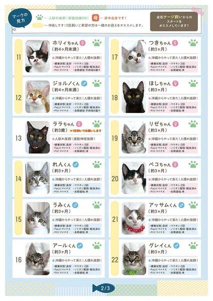 ☆子猫ちゃん様おまとめ専用ページ☆ お目々が開き始めたかわいいベビ猫4匹をご覧ください