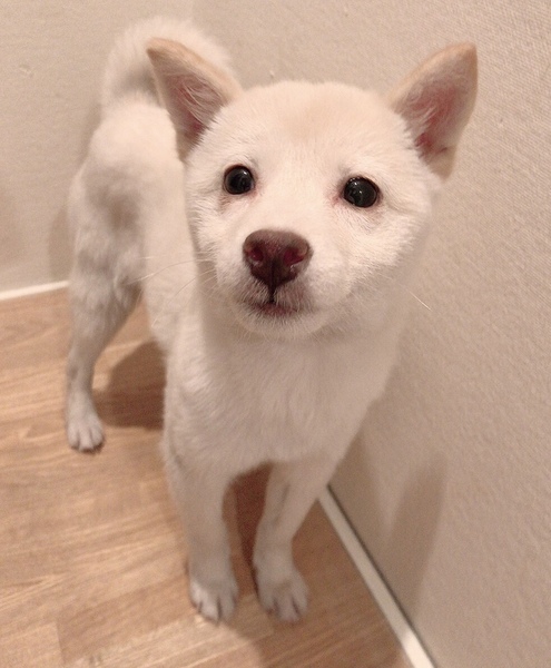 白柴子犬3ヶ月｜いつでも里親募集中