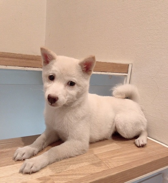 白柴子犬3ヶ月｜いつでも里親募集中