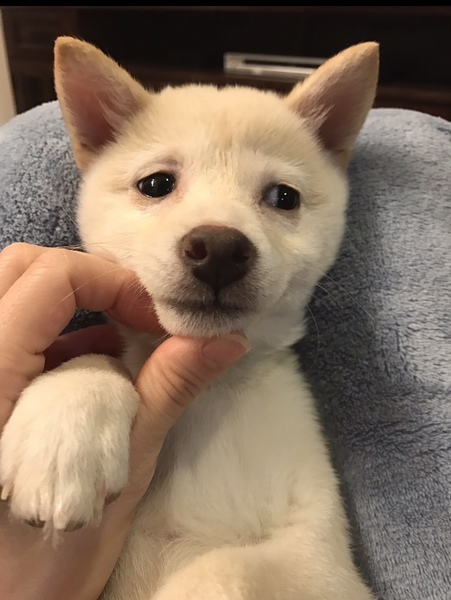 白柴子犬3ヶ月｜いつでも里親募集中