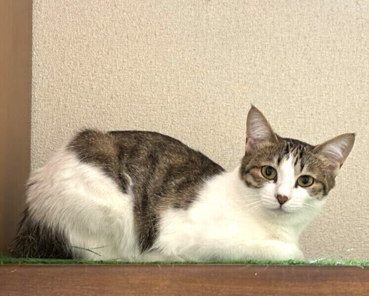 ヒマラヤン(ΦωΦ)♥む〜ちゃん(ΦωΦ)猫♥生後3ヶ月・里親様募集(ΦωΦ)