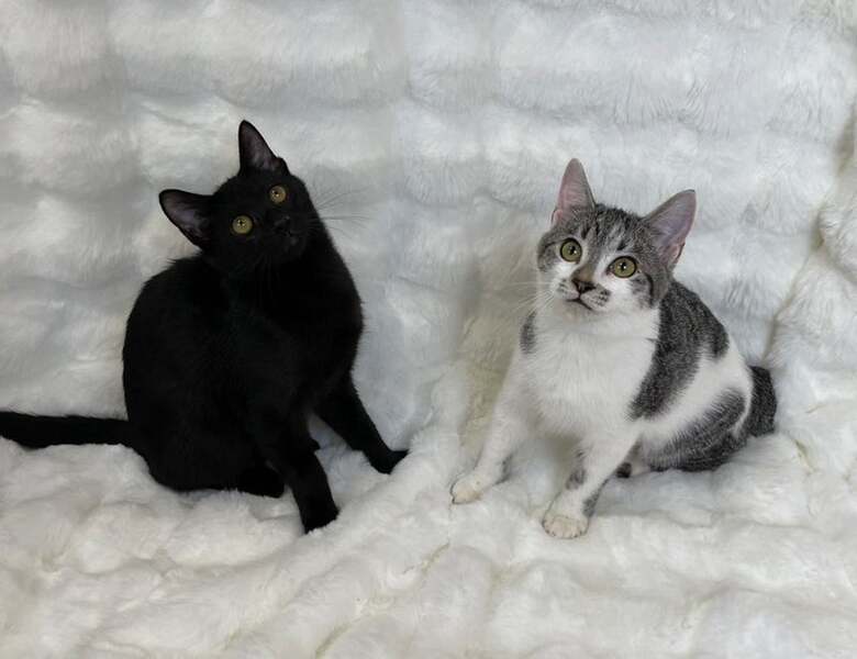 かこ♡リピーター様リクエスト　特大猫様 祝🐈2月22日猫の日🐈Catlog®が贈る、特別5大企画を大発表！写真