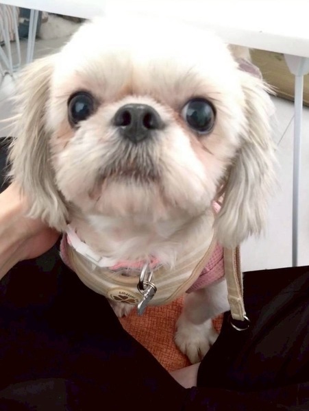 シーズー♀わたげ｜いつでも里親募集中