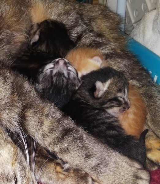 生後1ヶ月未満 子猫の里親募集｜いつでも里親募集中