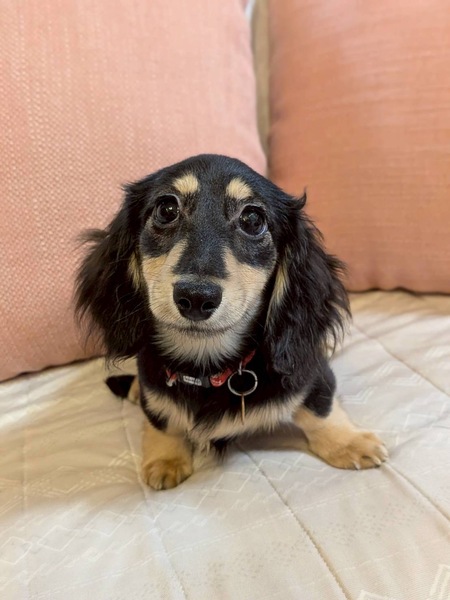 甘えん坊の子犬♀コムちゃん｜いつでも里親募集中
