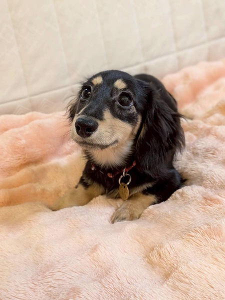 甘えん坊の子犬♀コムちゃん｜いつでも里親募集中