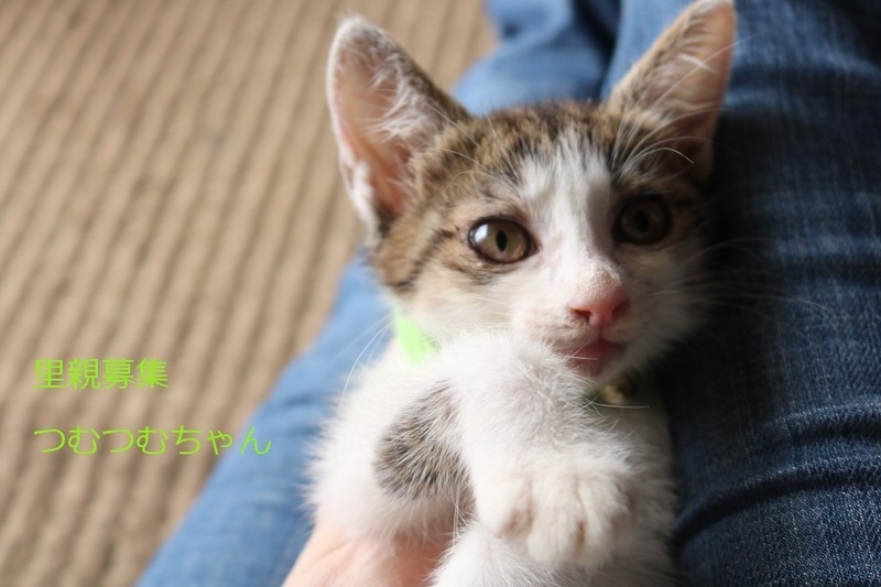 里親情報詳細 いつでも里親募集中