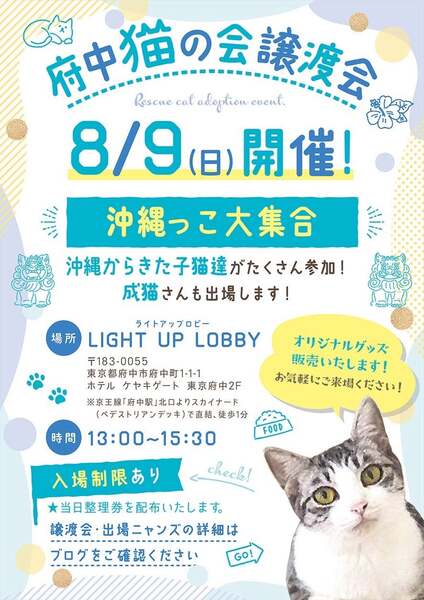 8/9譲渡会出場にゃんず 茶トラ子猫♀@約4ヶ月未満(仮名)アユちゃん