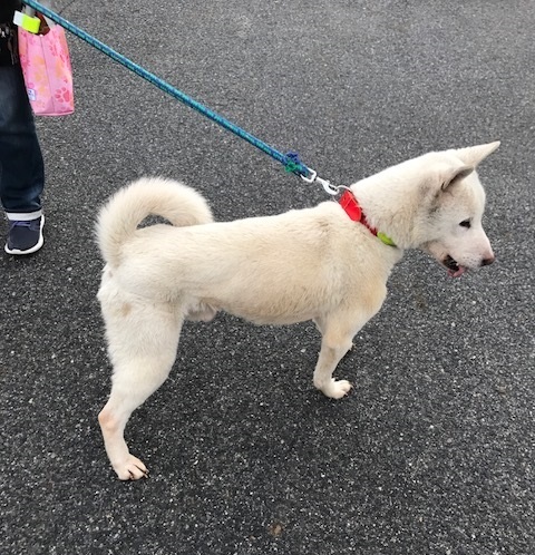 里親情報詳細 いつでも里親募集中