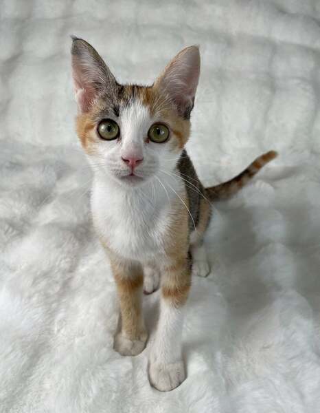 みーにゃん様ご確認中 みーにゃん - Search / X