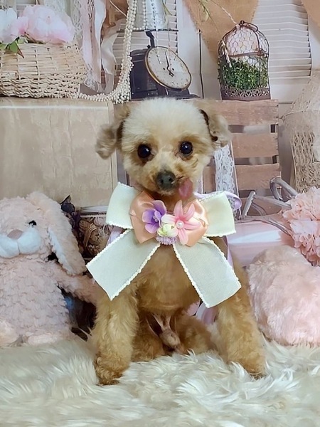 穏やかでキュートなボクちゃんです｜いつでも里親募集中