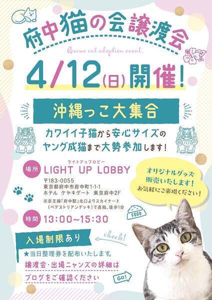 4/12譲渡会出場にゃんず キジ白子猫♀@約8ヶ月(仮名)マナリーちゃん