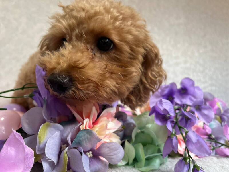 トイプードルのほたてちゃん♥️3~5歳｜いつでも里親募集中