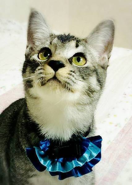 ♡ねむり猫様確認ページ♡ ♡ねむり猫様確認ページ♡