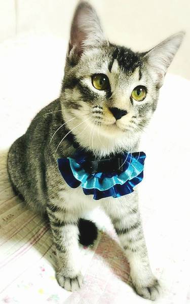 5/9日本橋】甘えん坊プリンス♡ネミくん｜いつでも里親募集中