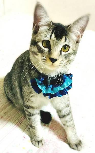 ♡ねむり猫様確認ページ♡ ♡ねむり猫様確認ページ♡