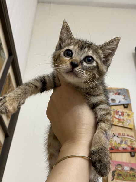 里親情報詳細 いつでも里親募集中