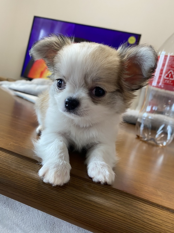 極小元気いっぱいチワワちゃん女の子 いつでも里親募集中