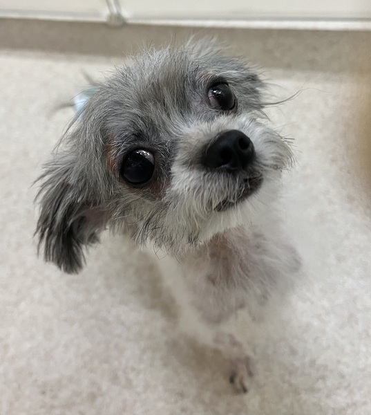 チワワ×ヨーキーMIX風/ゴルゴくん｜いつでも里親募集中