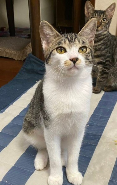 キジちゃん 26点 おまとめ 11日更新 キジちゃん改め テト君です！ | のらねこ墨田ブログ