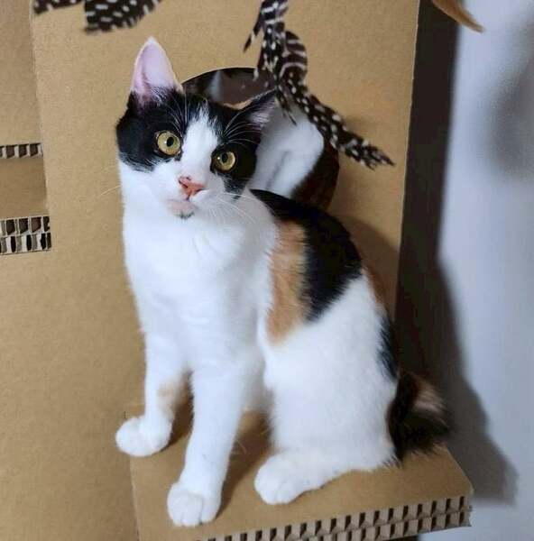 みーにゃん様ご確認中 10/26譲渡会出場にゃんず 三毛子猫♀@約4ヶ月半(仮名)ミコちゃん