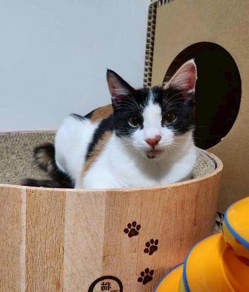 10/26譲渡会出場にゃんず 三毛子猫♀@約4ヶ月半(仮名)ミコちゃん