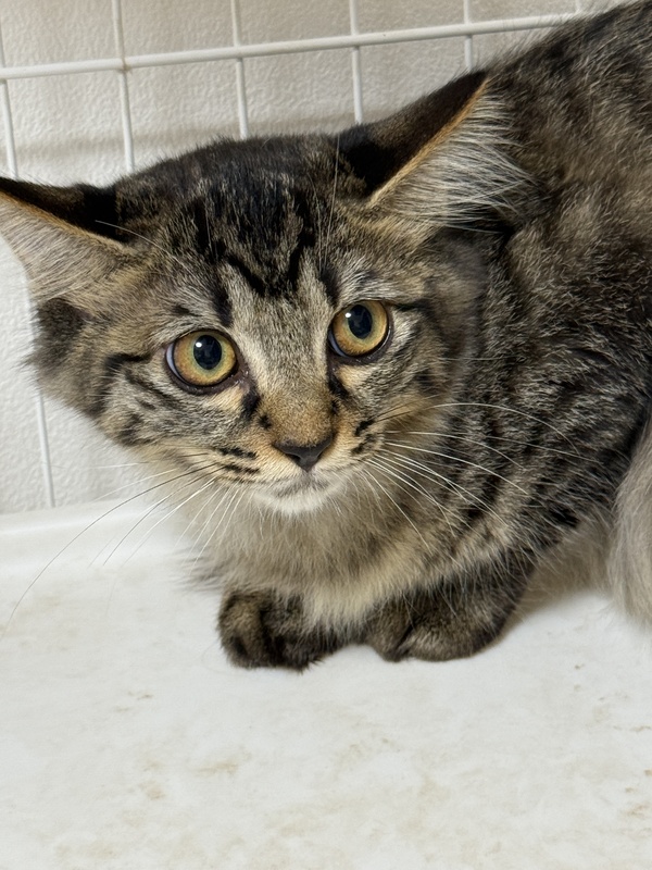 人間不信だけどルックス抜群の長毛姉妹！#1｜いつでも里親募集中