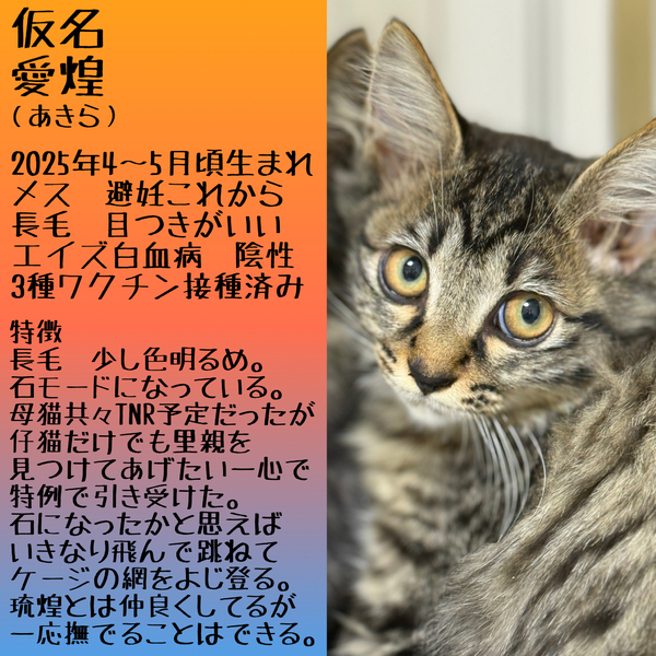 人間不信だけどルックス抜群の長毛姉妹！#1｜いつでも里親募集中