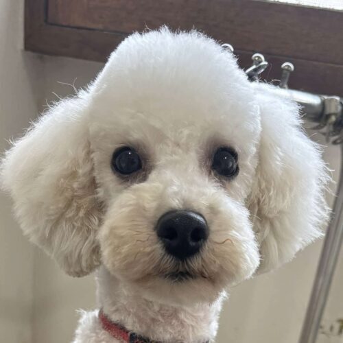 デンジ トイプードル♂1歳｜いつでも里親募集中