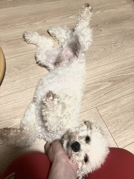 デンジ トイプードル♂1歳｜いつでも里親募集中