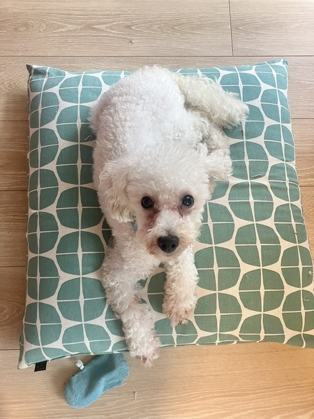 デンジ トイプードル♂1歳｜いつでも里親募集中