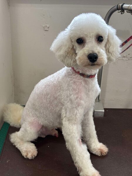 デンジ トイプードル♂1歳｜いつでも里親募集中