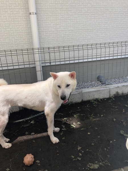 紀州犬 いつでも里親募集中