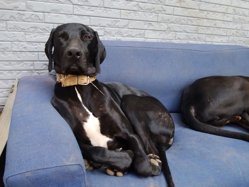 里親情報詳細 いつでも里親募集中