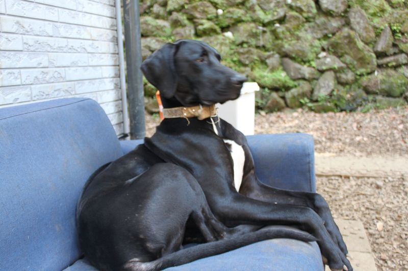 里親情報詳細 いつでも里親募集中