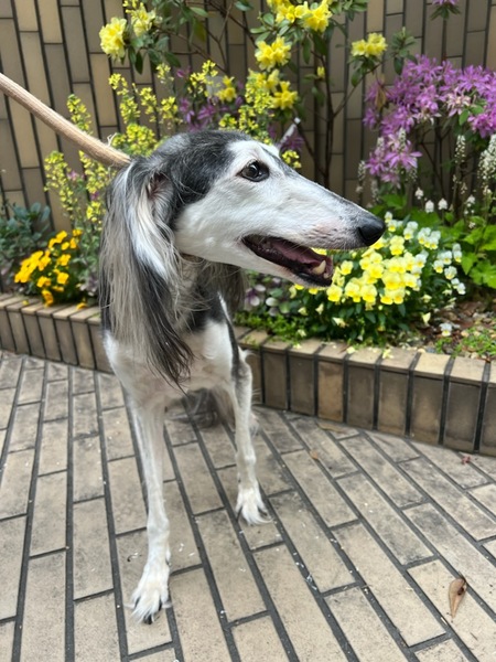 サルーキー 女の子 8歳くらい いつでも里親募集中 サルーキー 女の子 8歳くらい いつでも里親募集中