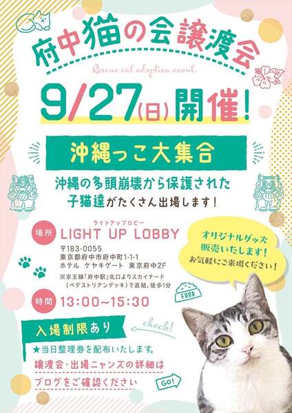 9/27譲渡会出場にゃんず 茶トラ白子猫♂@約4ヶ月(仮名)なかじまくん