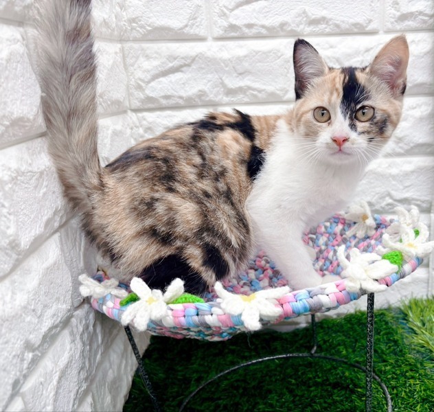 1/25東日本橋】山梨出身♡月江戸前みやけちゃん｜いつでも里親募集中