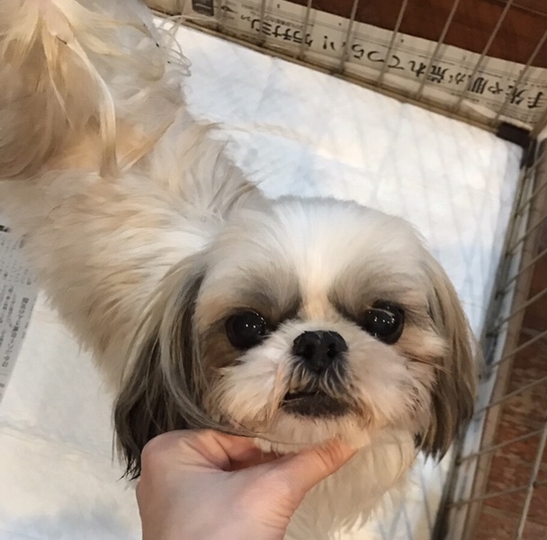 シーズー メス5歳 いつでも里親募集中