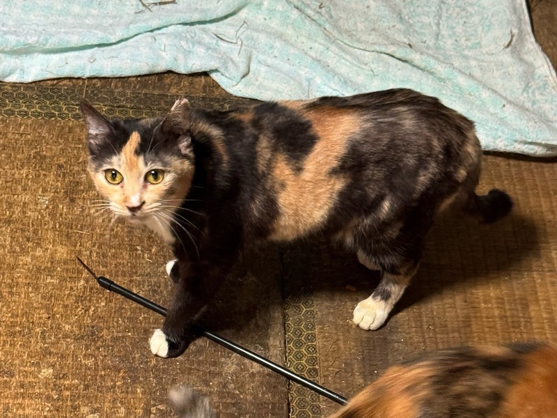 多頭飼育崩壊からレスキュー！三毛猫さん｜いつでも里親募集中