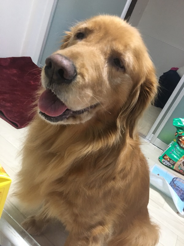 優れた 超 大型 犬 里親 募集 すべての動物の絵 優れた 超 大型 犬 里親 募集 すべての動物の絵