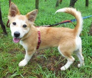 胴長短足 気のいい福太くん いつでも里親募集中