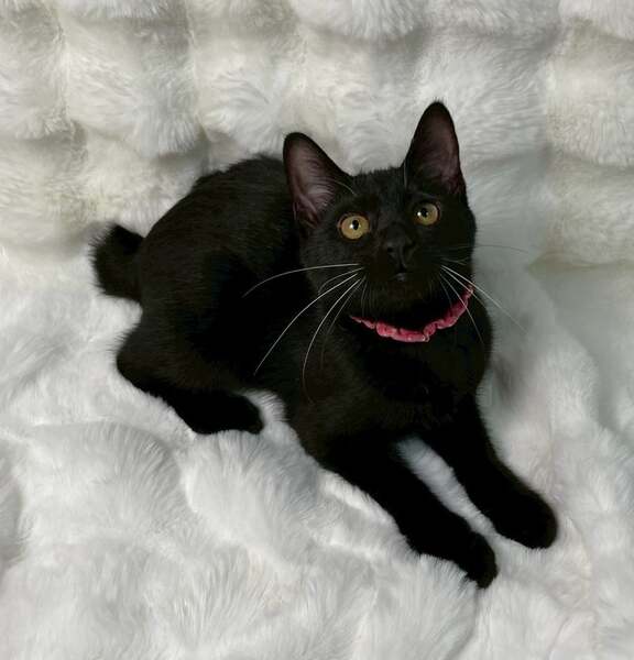 10/26譲渡会出場にゃんず 黒子猫♀@約4ヶ月(仮名)ミカサちゃん